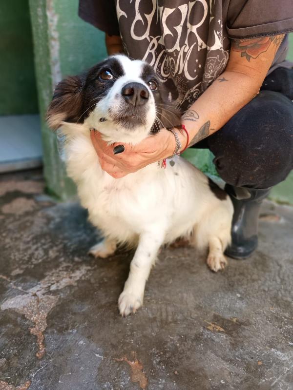 MAGDA - cagnolina di 3 anni - 8kg Foto 4
